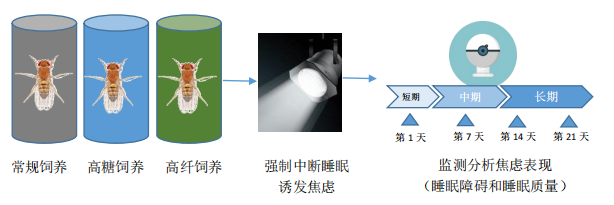 糖和膳食纤维的摄入对焦虑情绪影响的探究--以果蝇为例